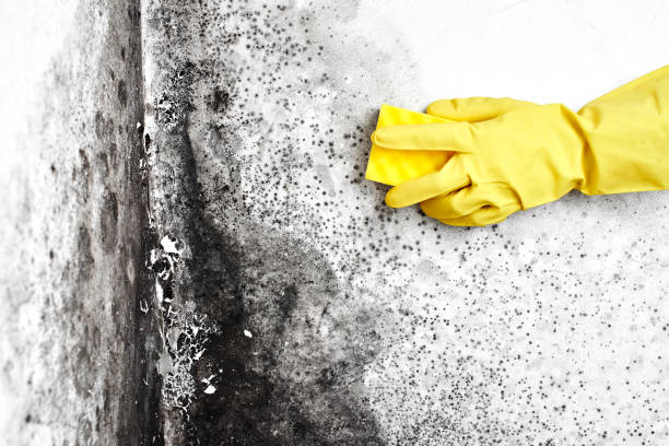 Best Attic Mold Remediation in Frankton, IN