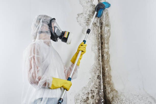 Best Industrial Mold Remediation in Frankton, IN