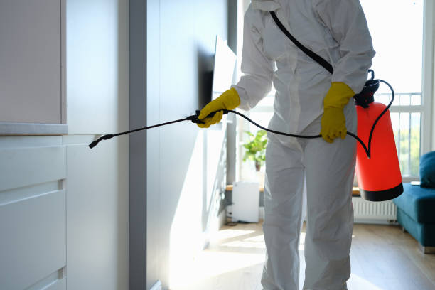 Best Post-Flood Mold Remediation in Frankton, IN
