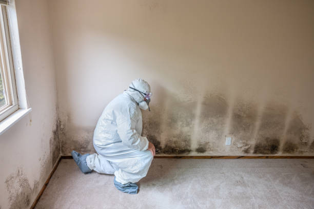 Best Residential Mold Remediation in Frankton, IN