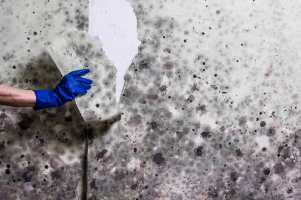Frankton, IN Mold Remediation Company
